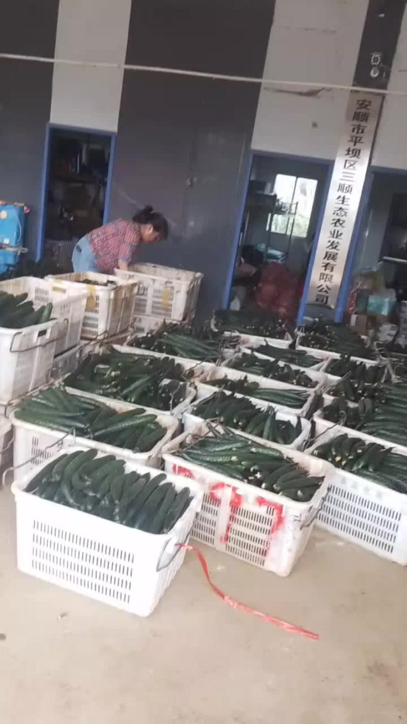 大片黄瓜热卖中，欢迎各位老板前来光临