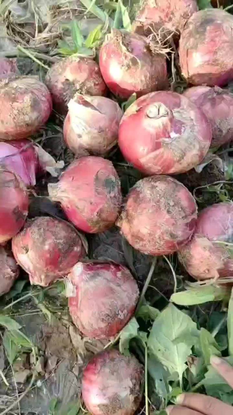 洋葱
