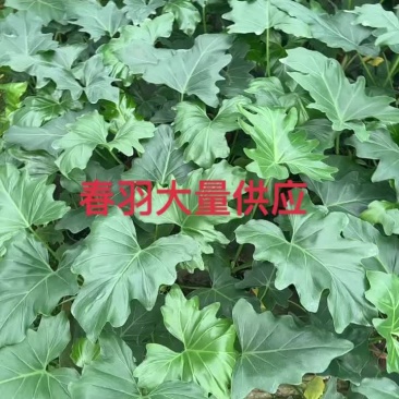 春羽