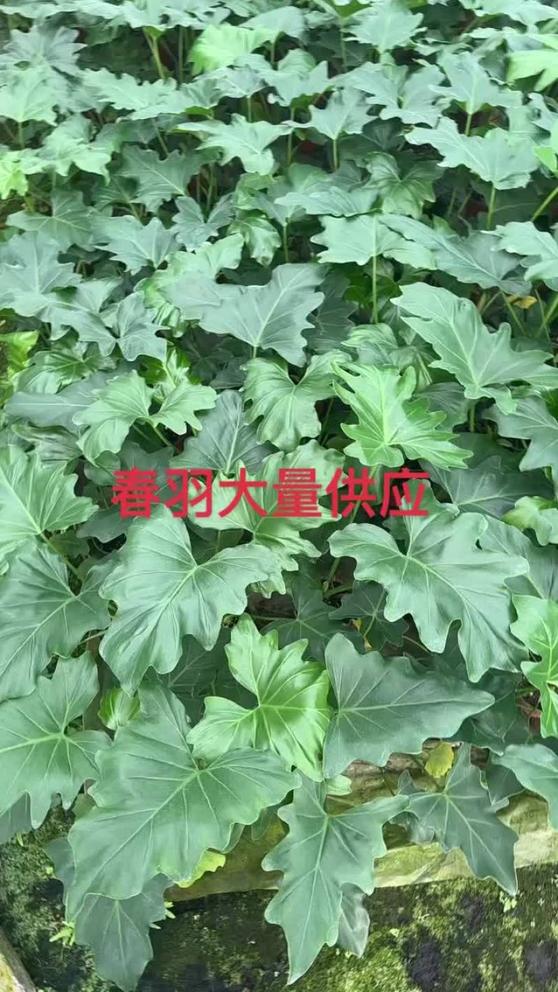 春羽