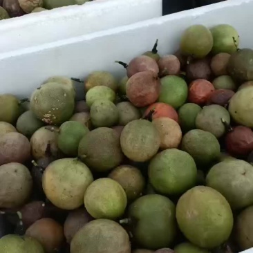 百香果
