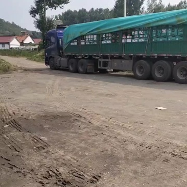 无籽麒麟台农种植