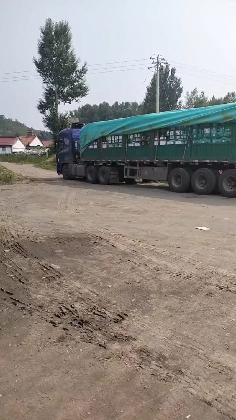 无籽麒麟台农种植