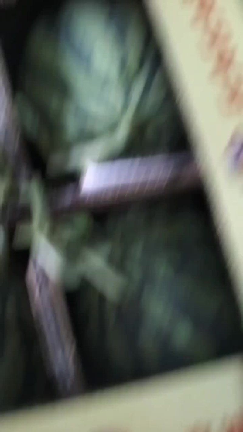 无籽麒麟台农种植