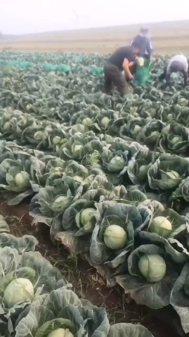 张北甘蓝大量上市