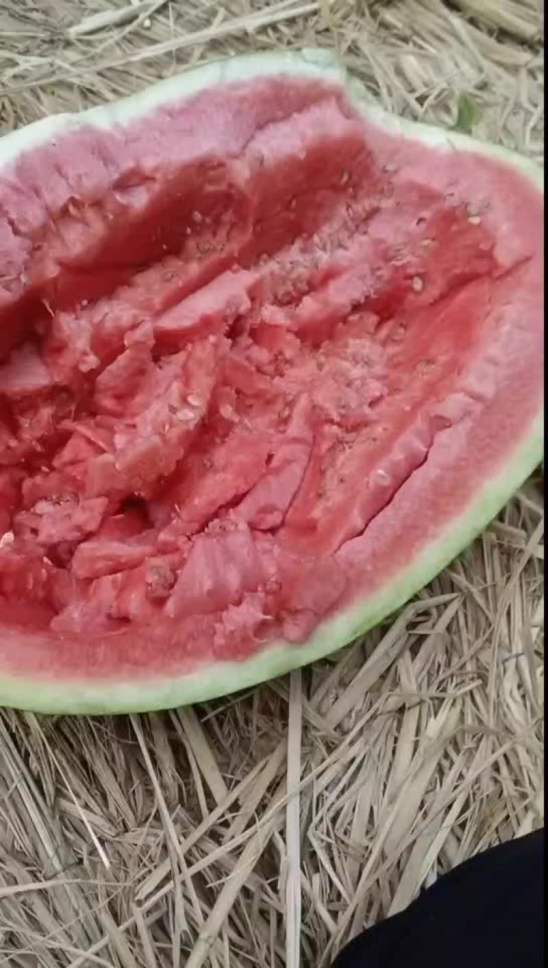 宁夏中卫石头瓜大量现货产地货源充足需要联系主页