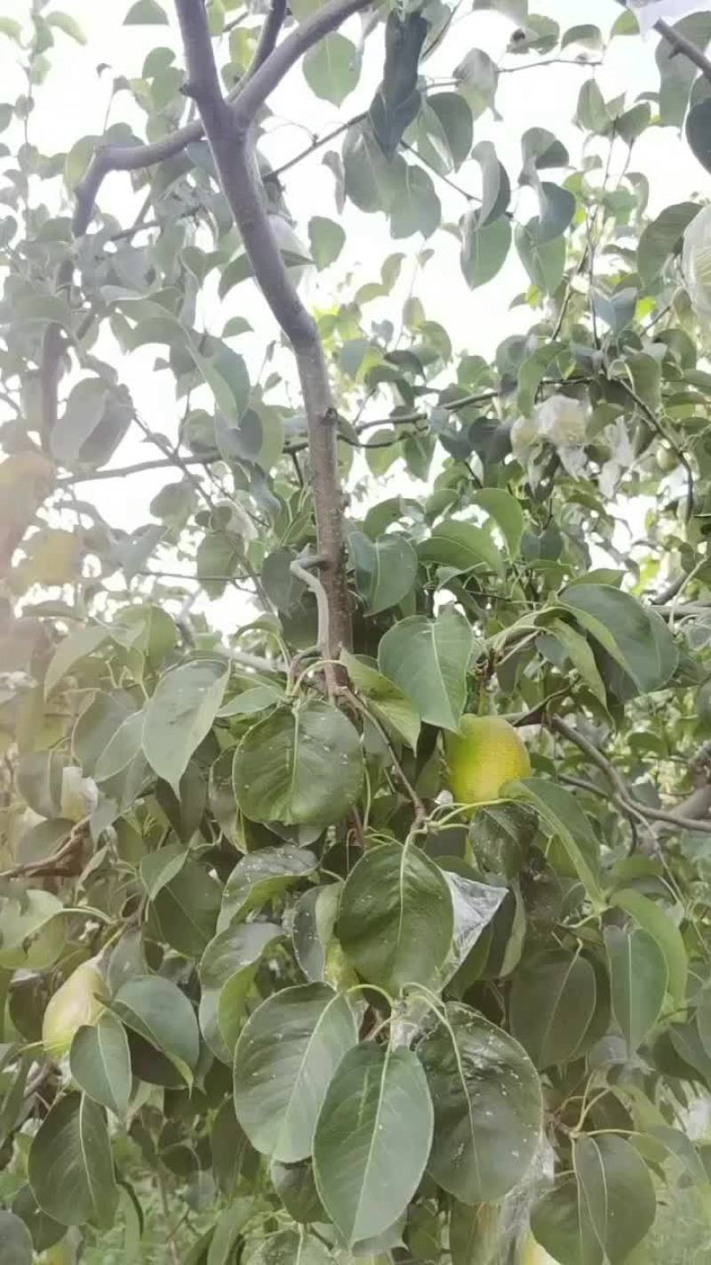 红香酥梨