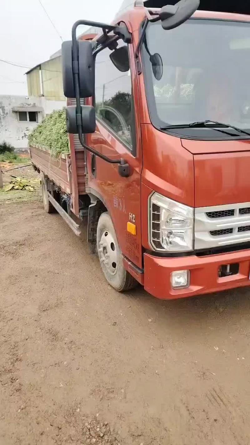 宿州埇桥青条豆角大量有货
