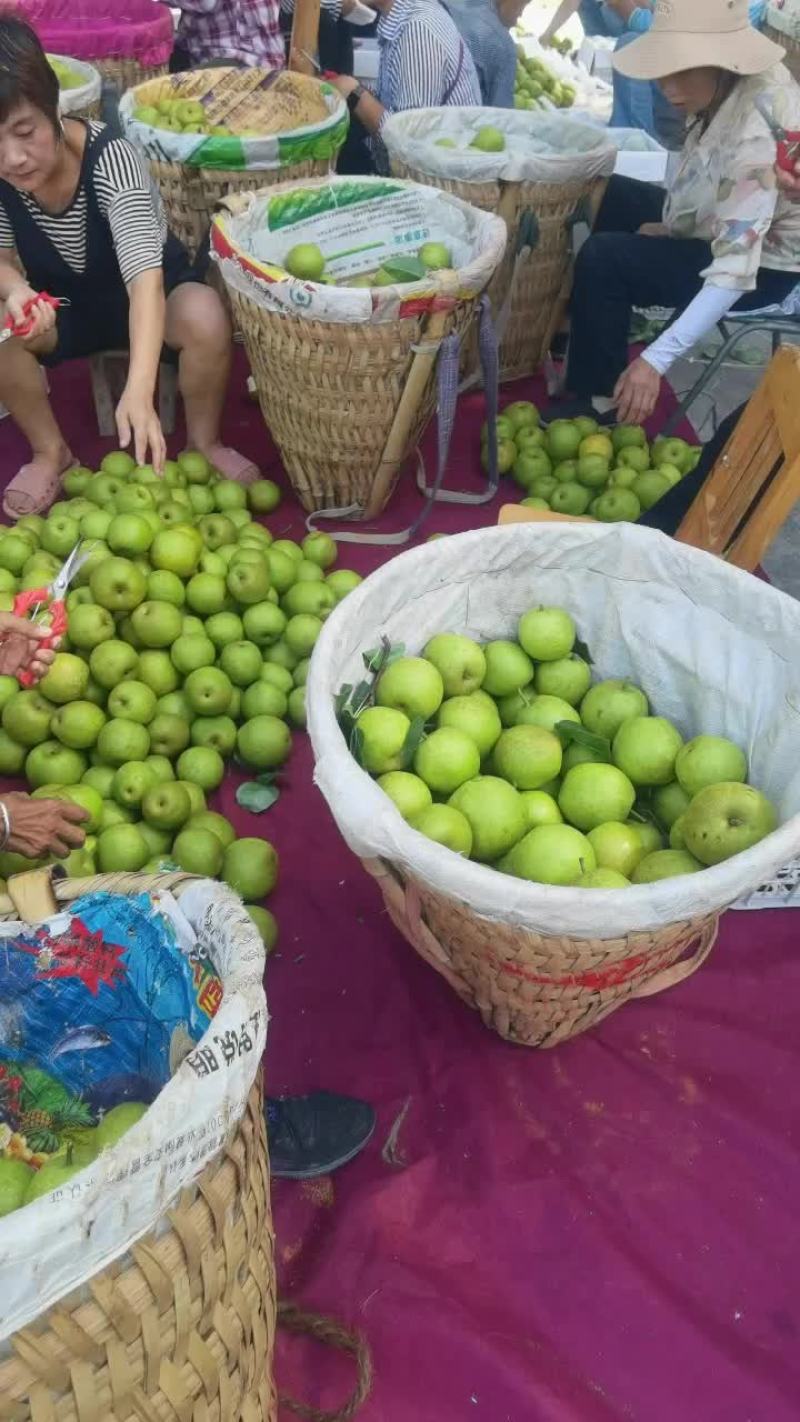 翠冠梨