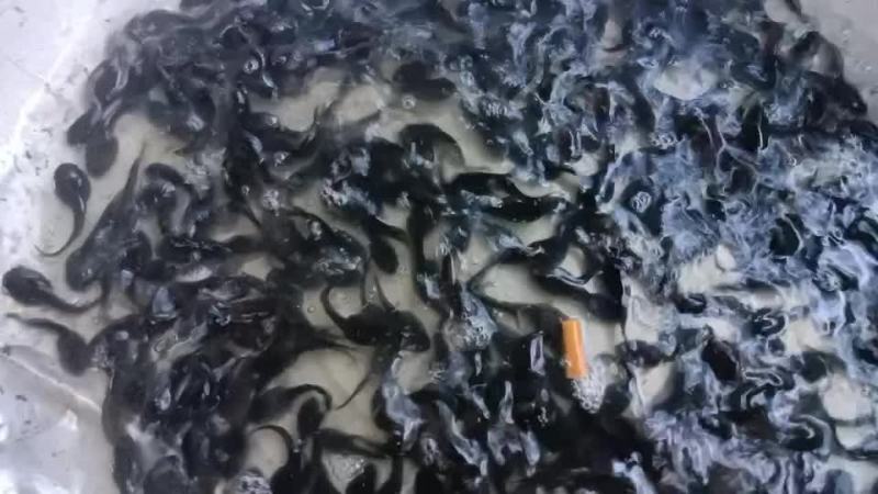 牛蛙中苗