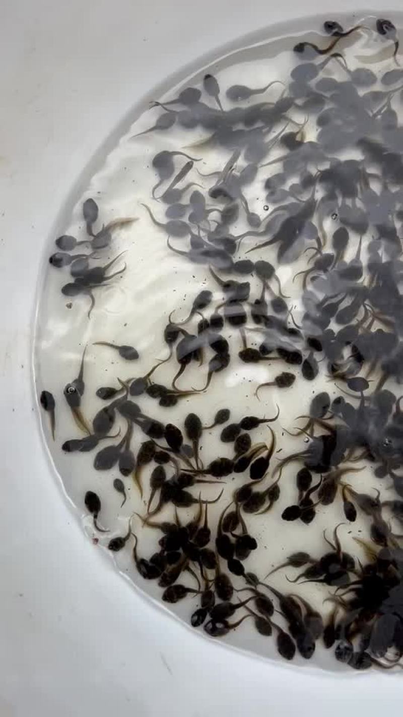 牛蛙中苗