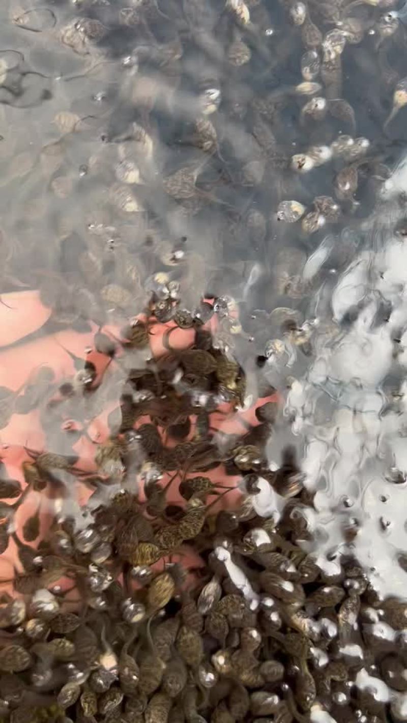 牛蛙中苗