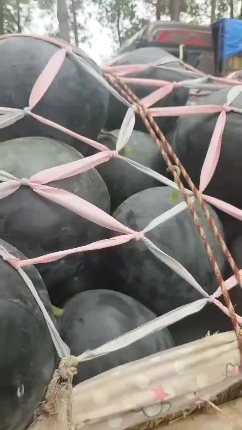 黑无籽