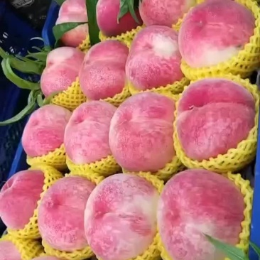 大精红，大久保下树啦