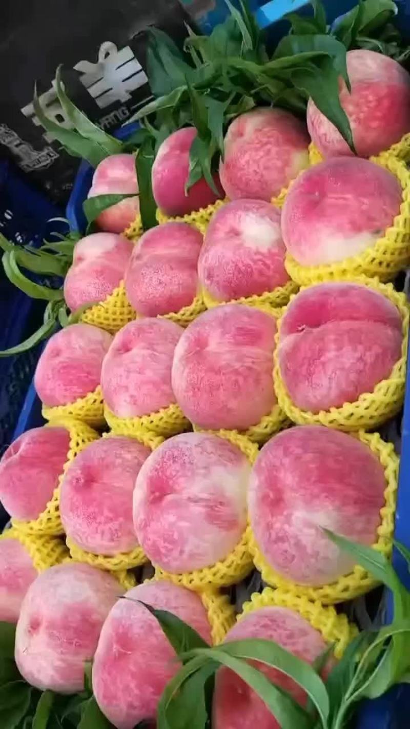 大精红，大久保下树啦
