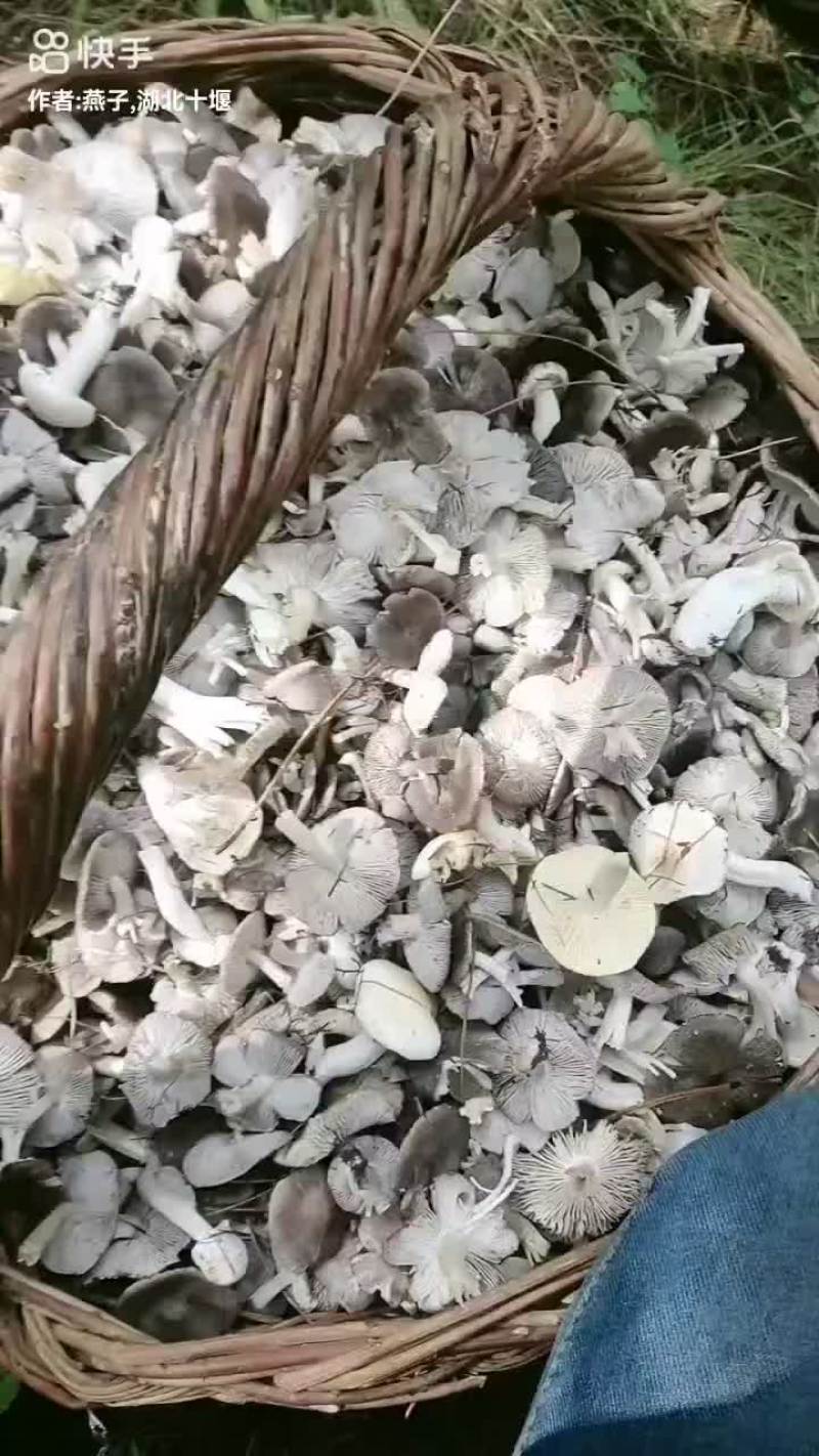 野生小灰蘑