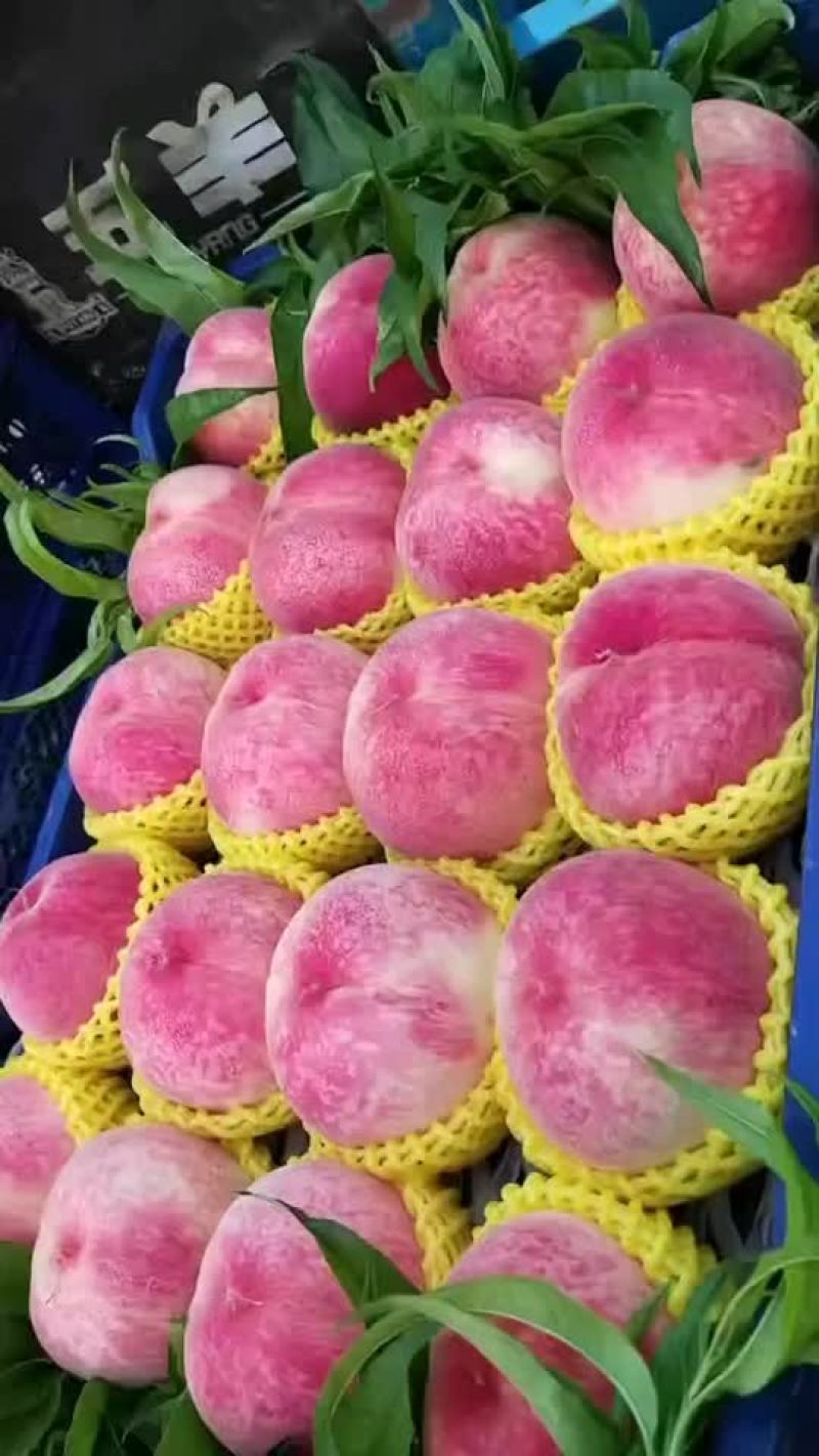 大精红，大久保下树啦