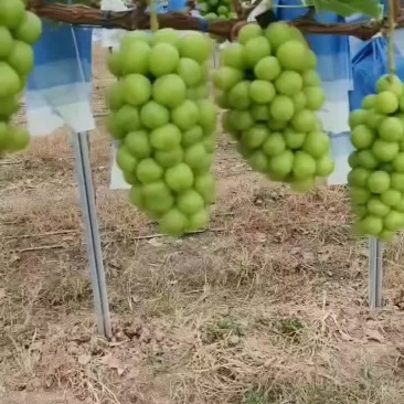 精品阳光玫瑰，大量有货