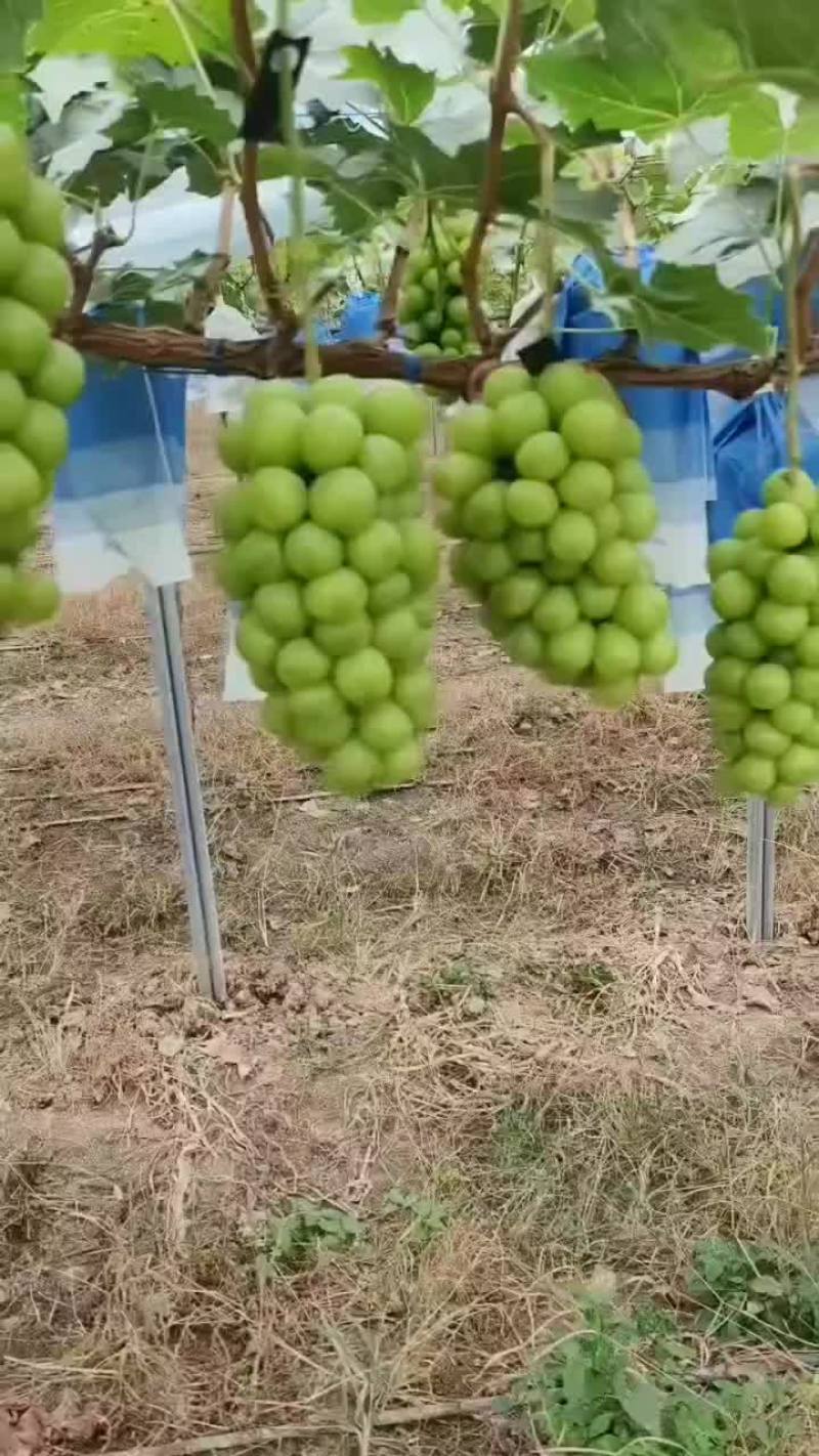 精品阳光玫瑰，大量有货