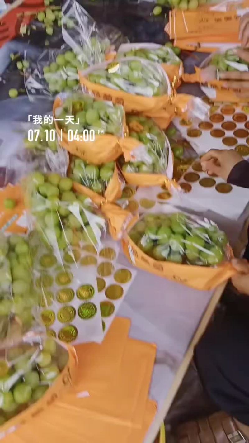 精品阳光玫瑰，大量有货