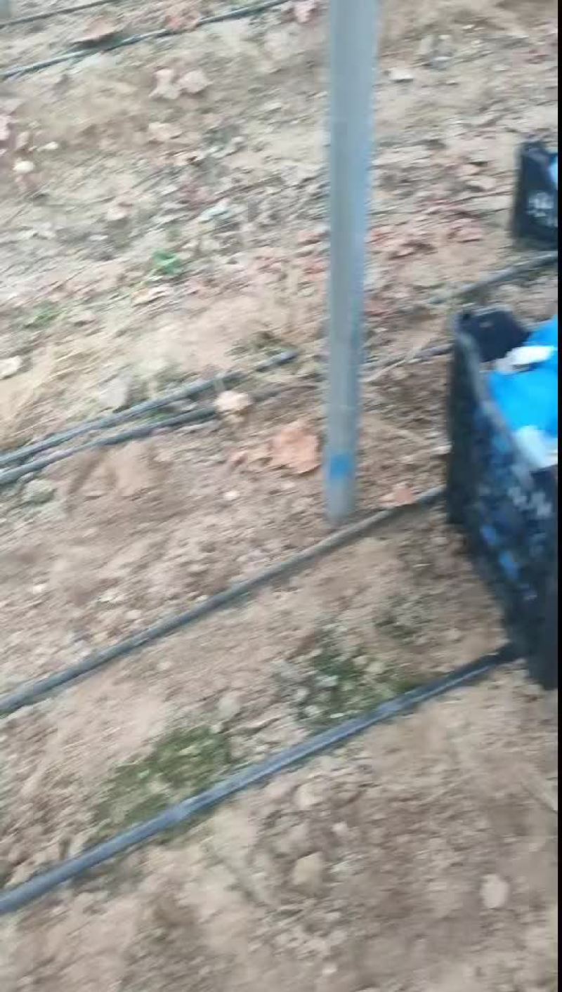 精品阳光玫瑰，大量有货
