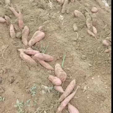 板栗红薯大量有货要的老版联系