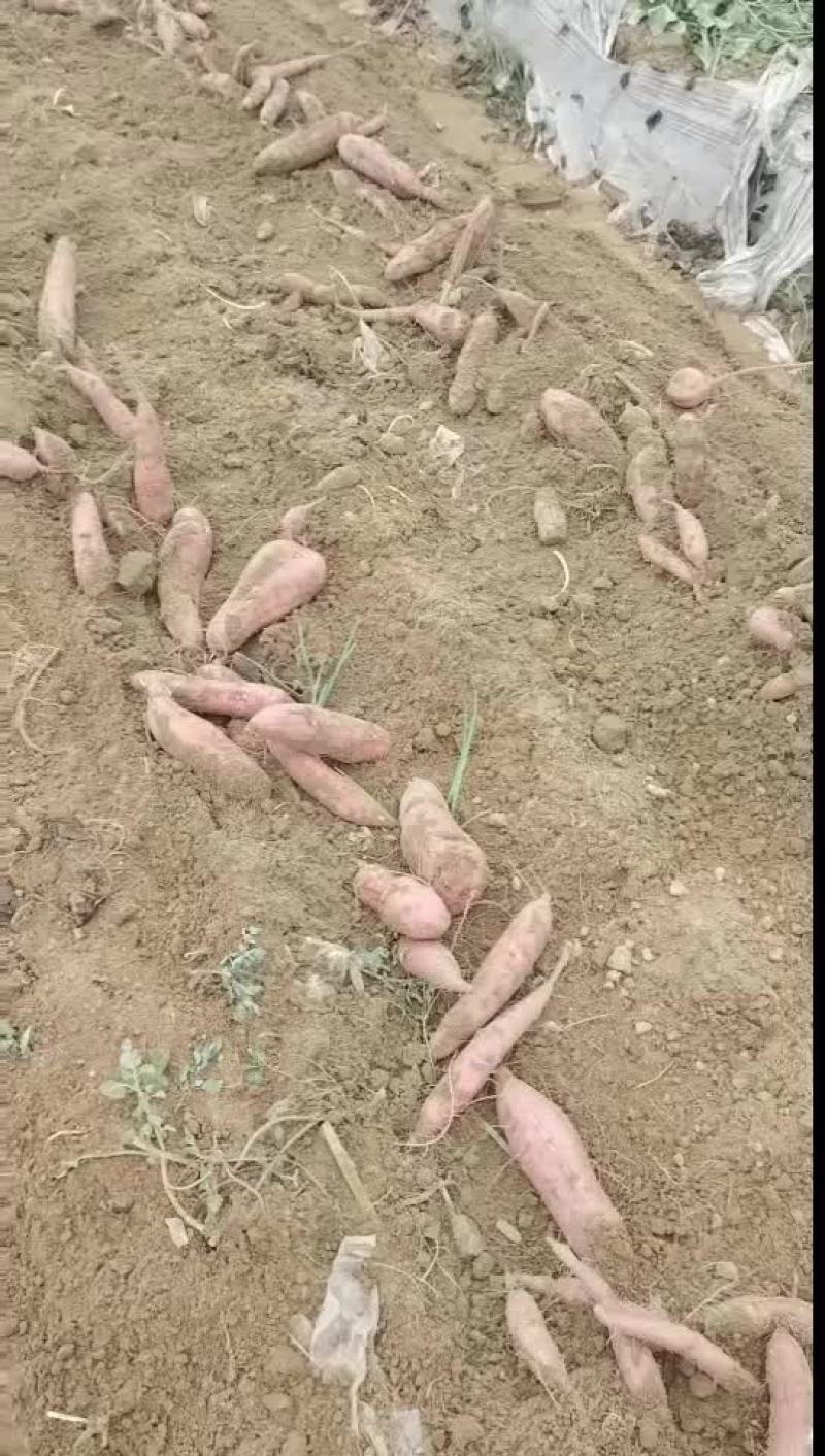 板栗红薯大量有货要的老版联系