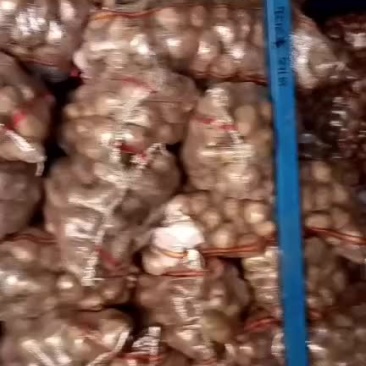 安丘冷库土豆大量走货