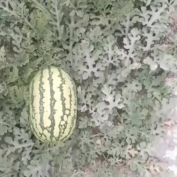硒砂瓜，皮薄，瓤红，口感好，含糖量高，耐运输。代发全国