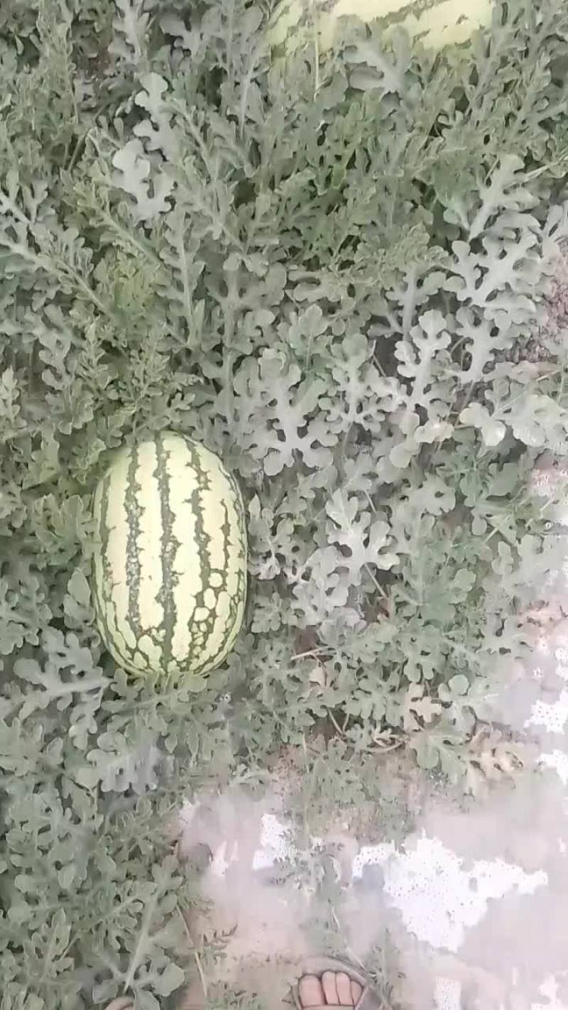 硒砂瓜，皮薄，瓤红，口感好，含糖量高，耐运输。代发全国