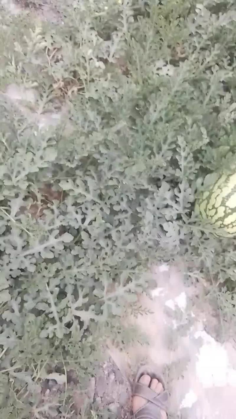 硒砂瓜，皮薄，瓤红，口感好，含糖量高，耐运输。代发全国