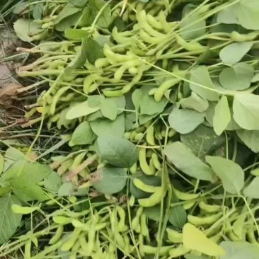 毛豆大量有货