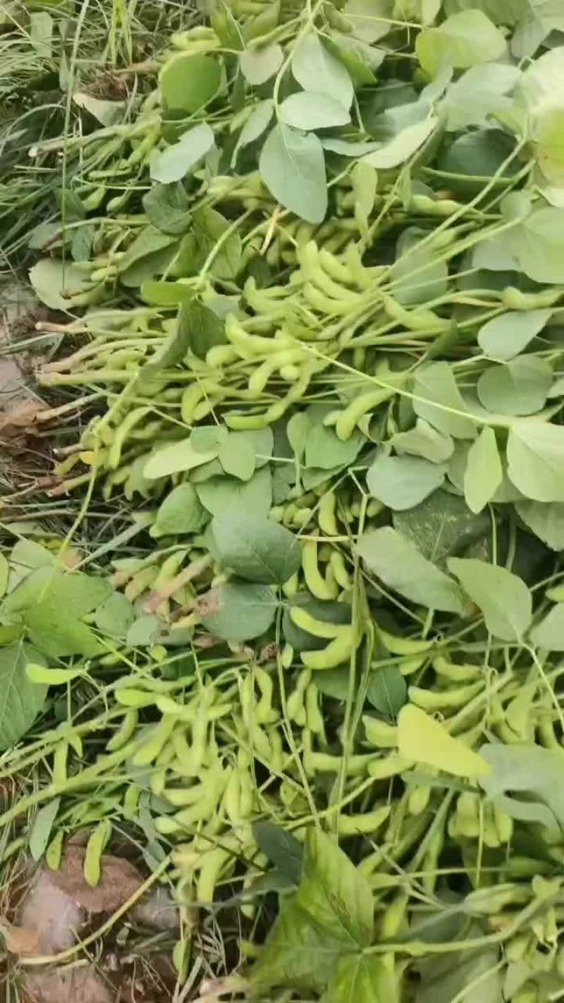毛豆大量有货