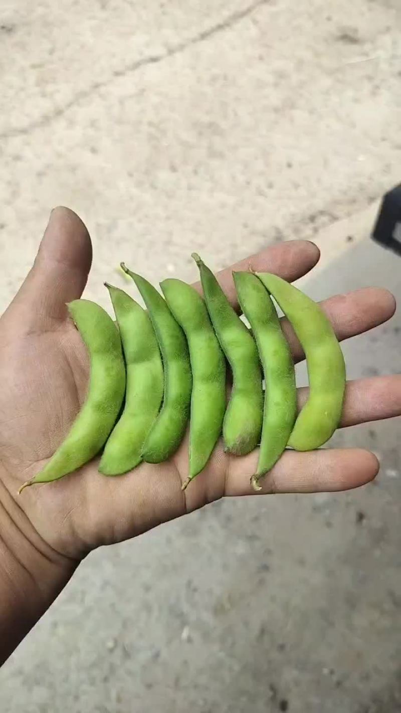 毛豆大量有货