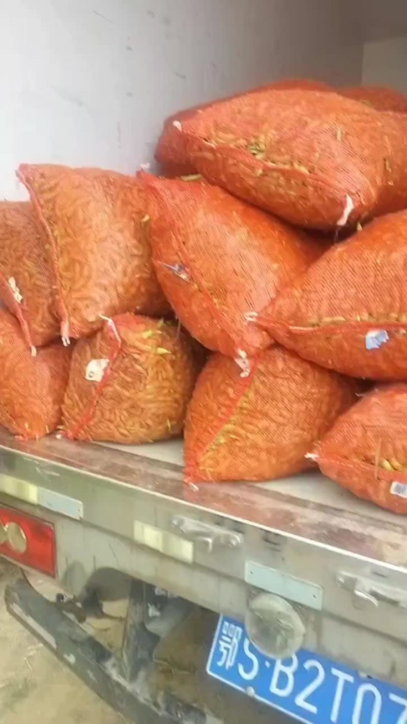 毛豆大量有货