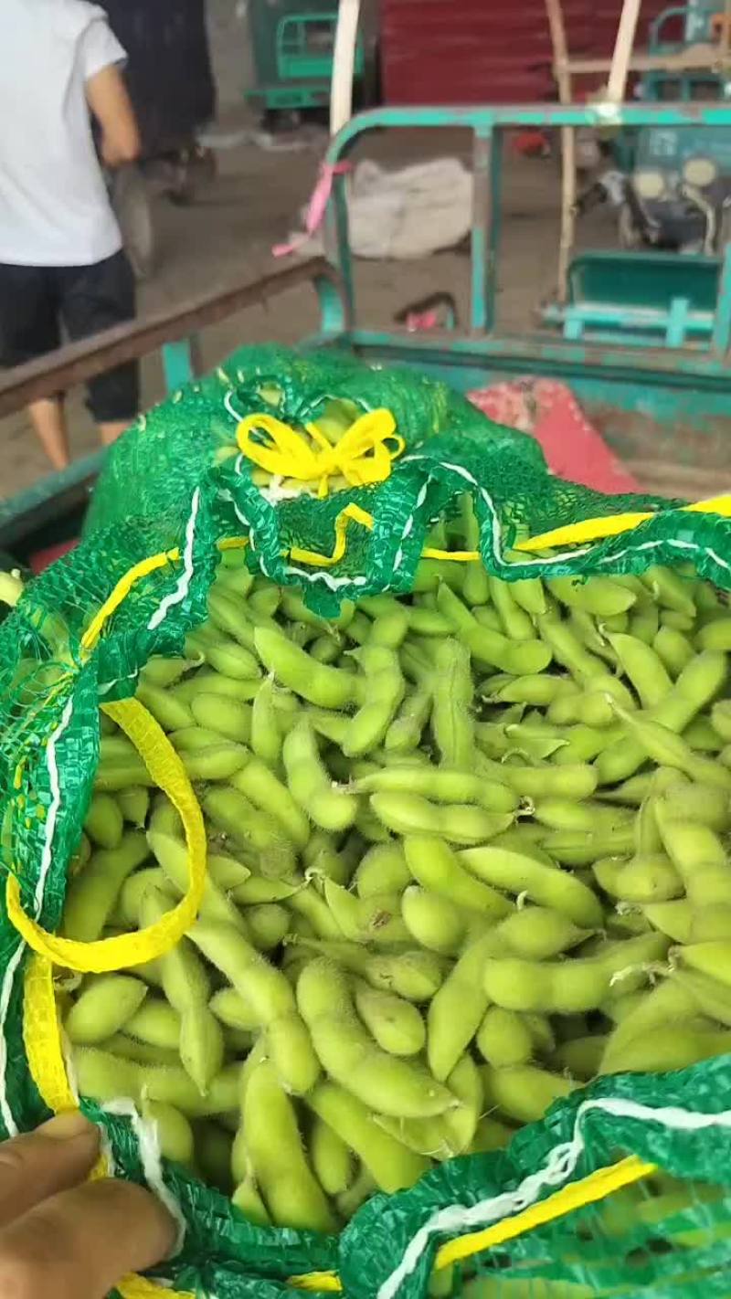 毛豆大量有货