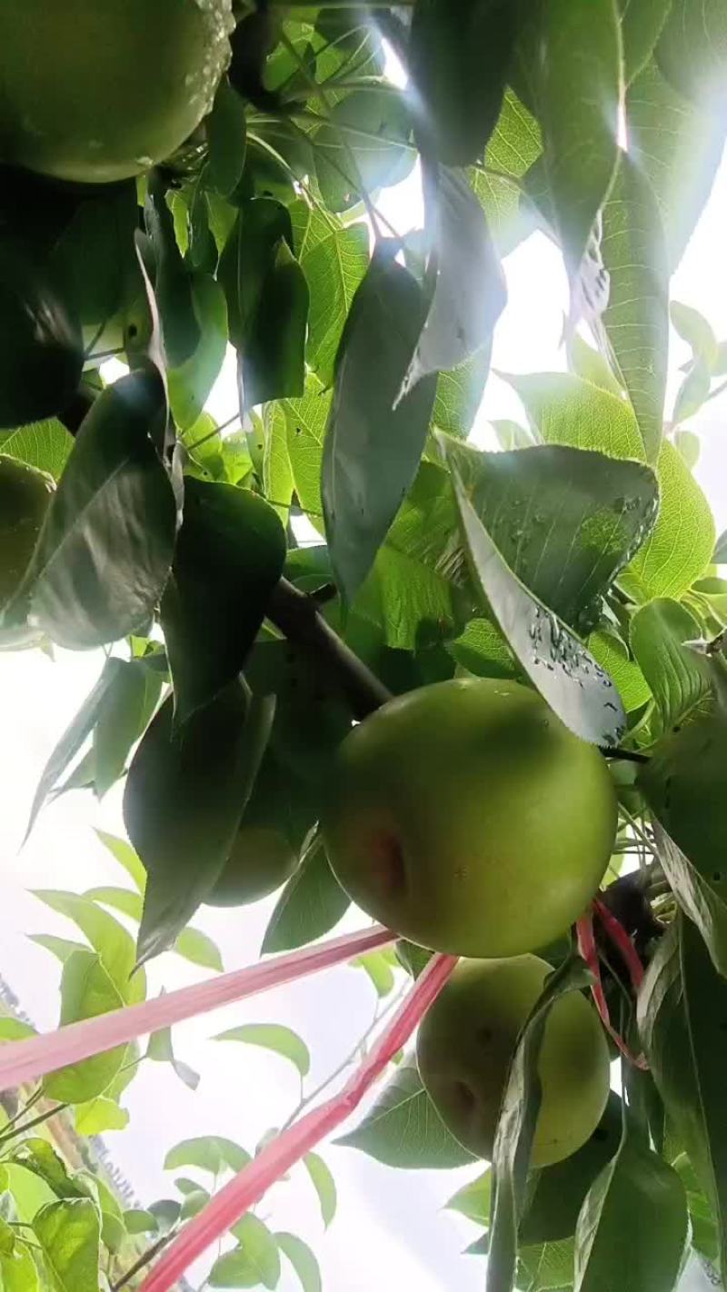 脆冠特甜梨
