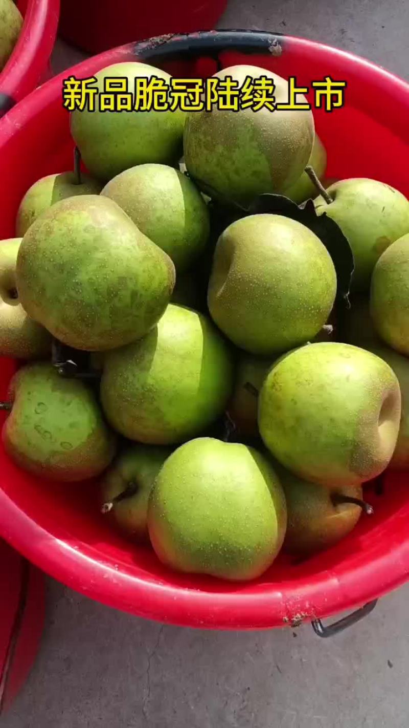 脆冠特甜梨