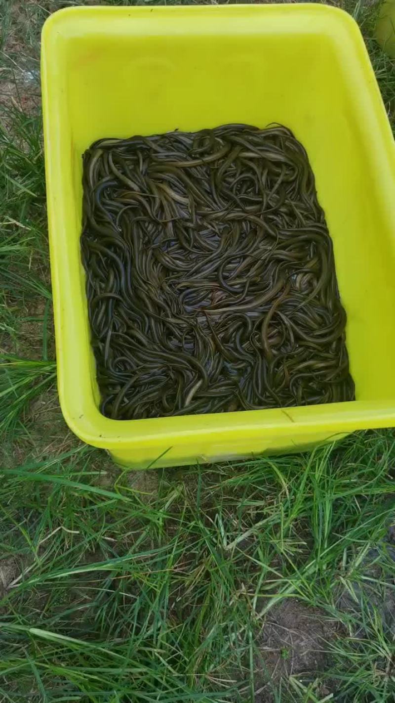 优质鳝鱼苗子