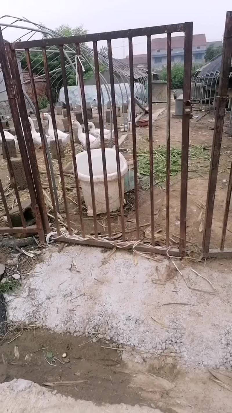 老鹅纯土鹅，散养。