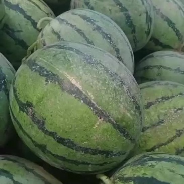 廊坊霸州小精心