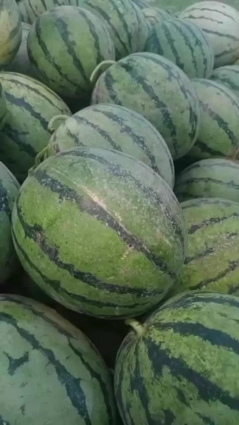 廊坊霸州小精心