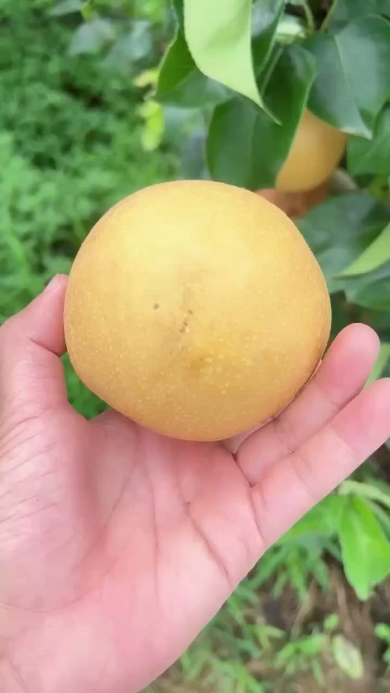 风水梨大量有货