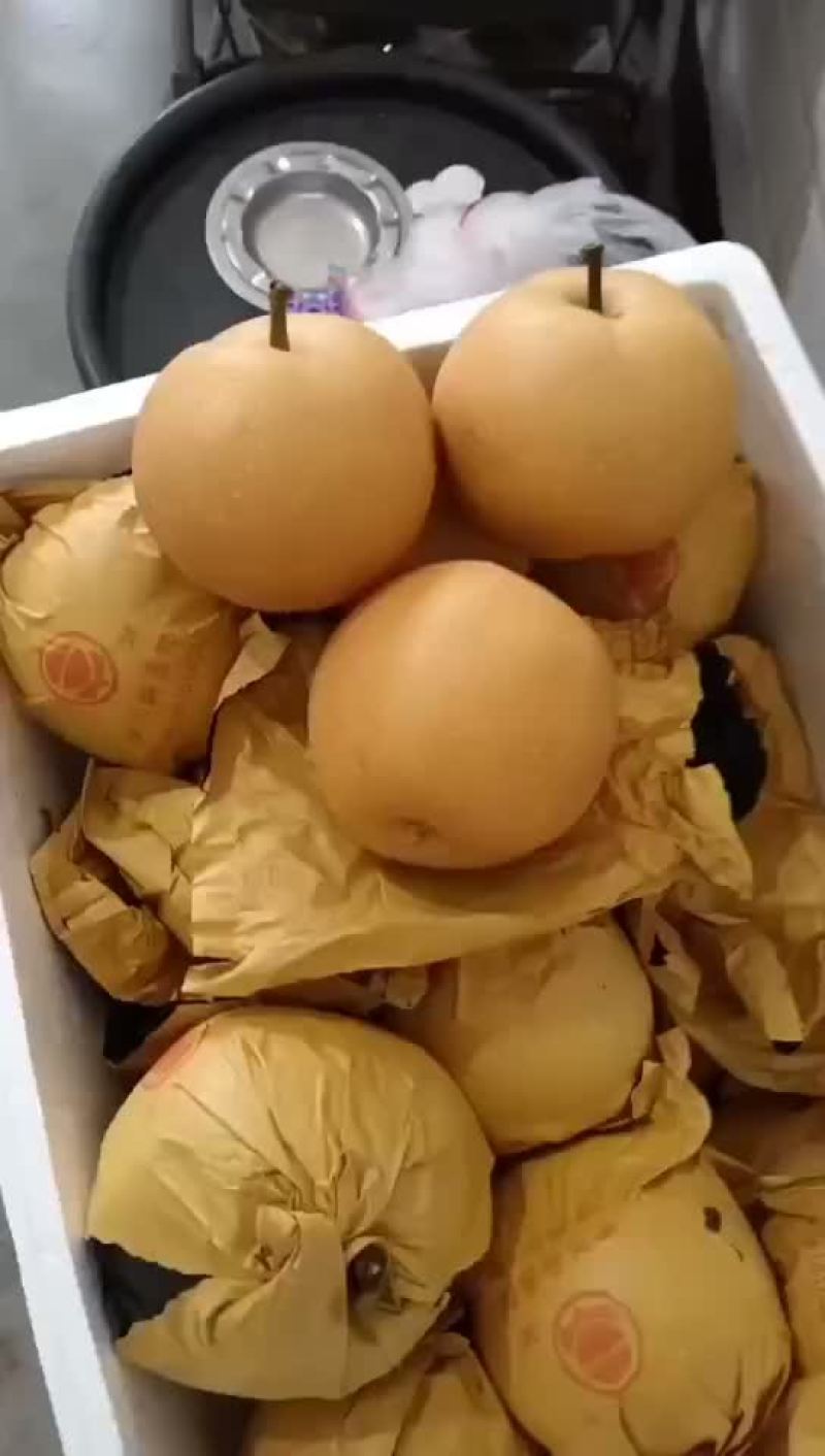 风水梨大量有货
