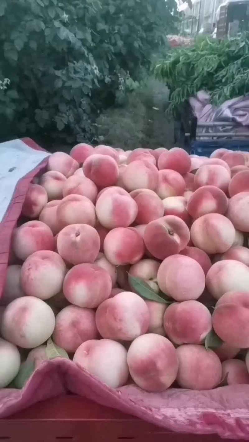 红不软上市