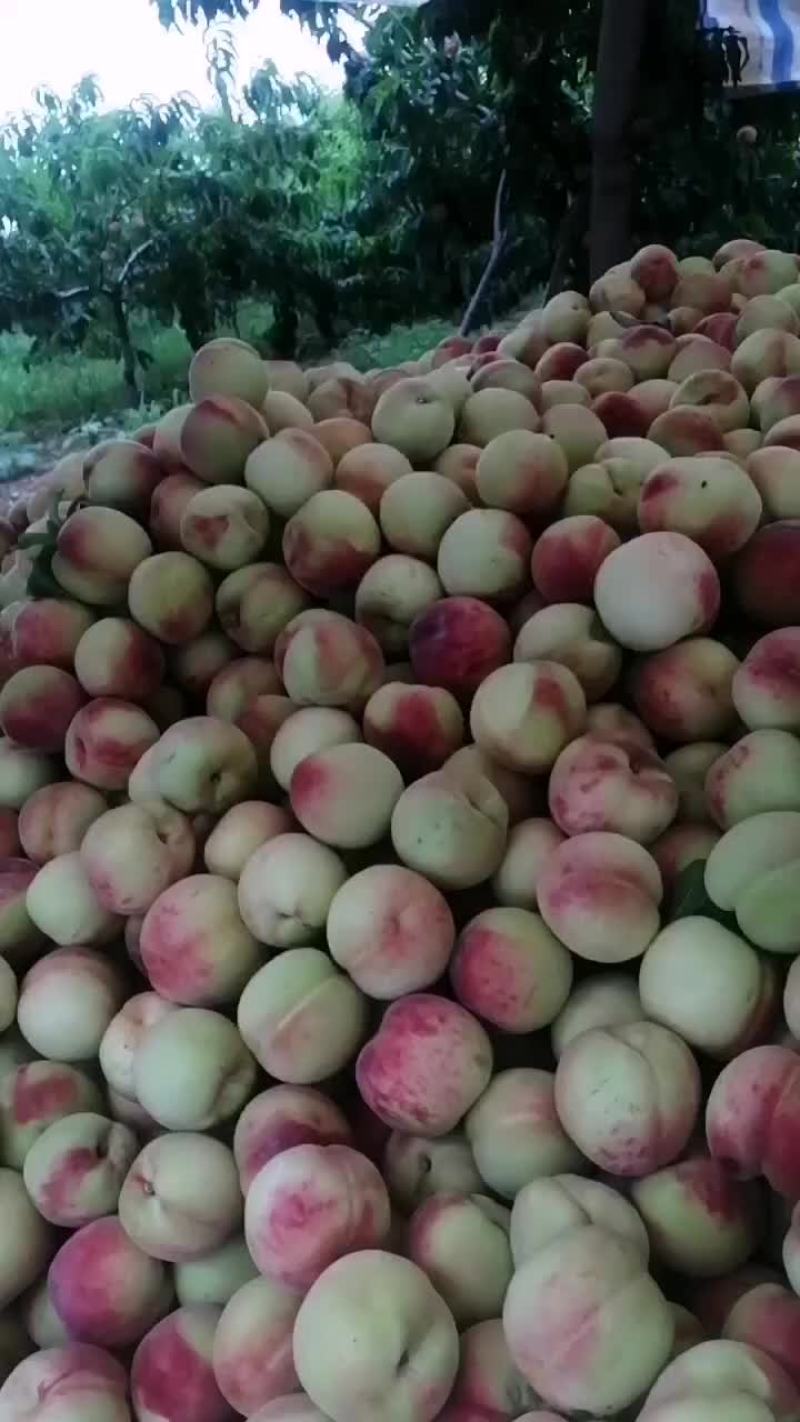 红不软上市