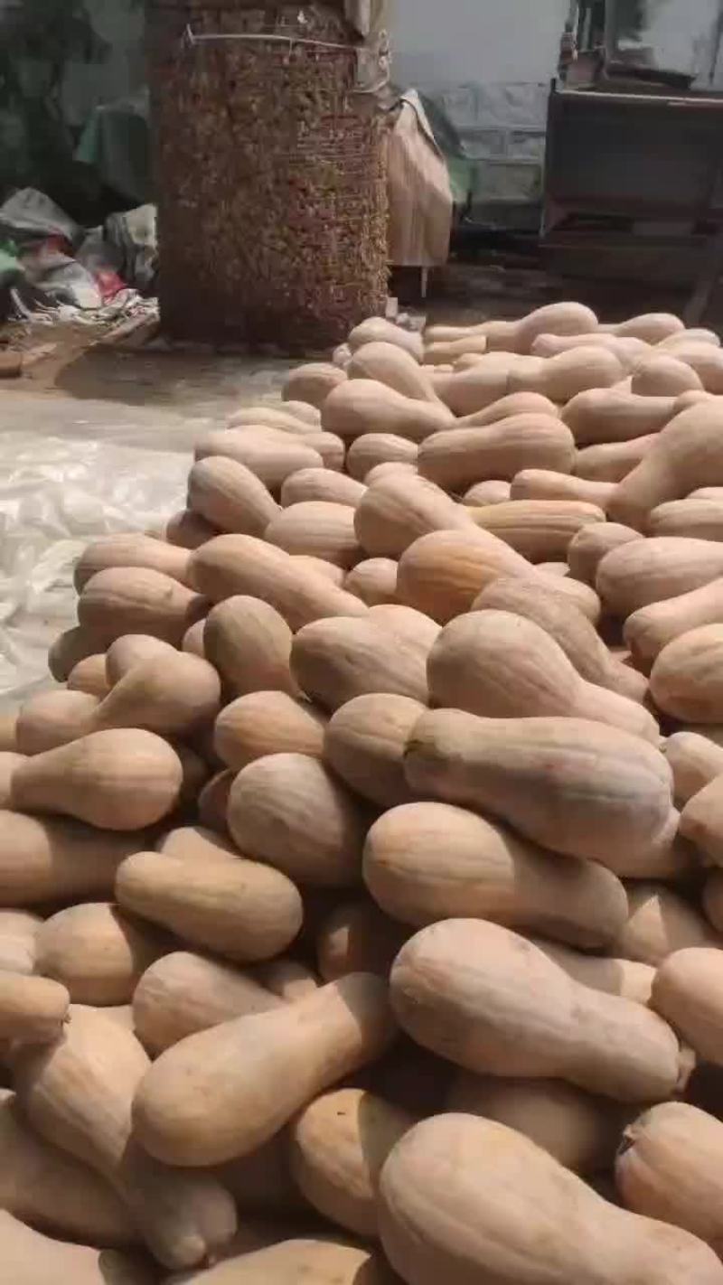 金韩蜜本南瓜