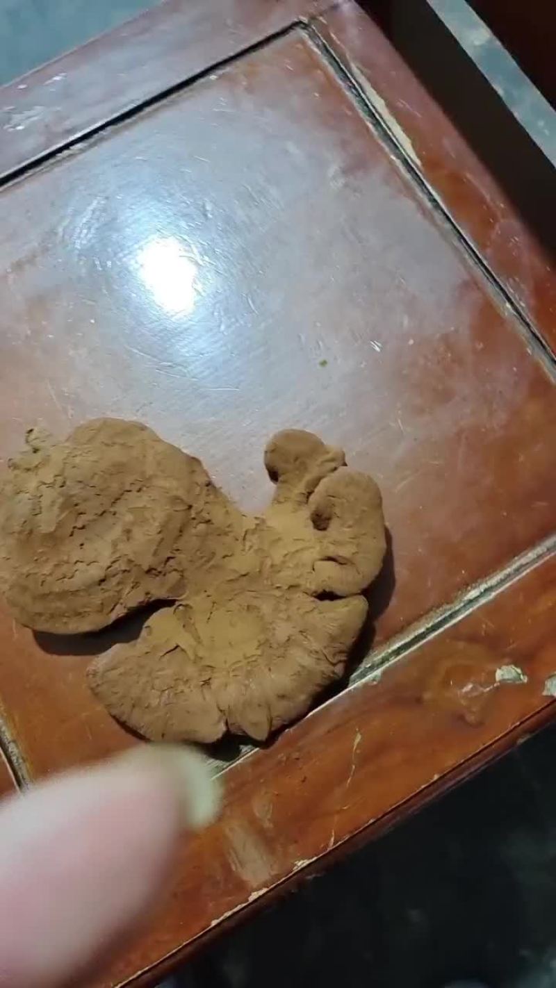 室内种植灵芝菇