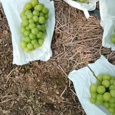 阳光玫瑰上市需要联系