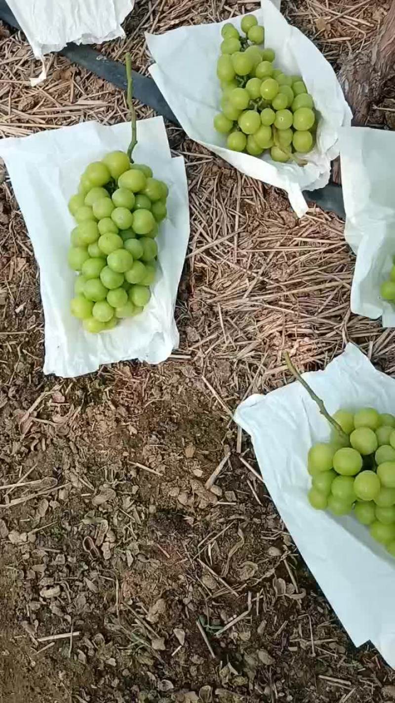 阳光玫瑰上市需要联系